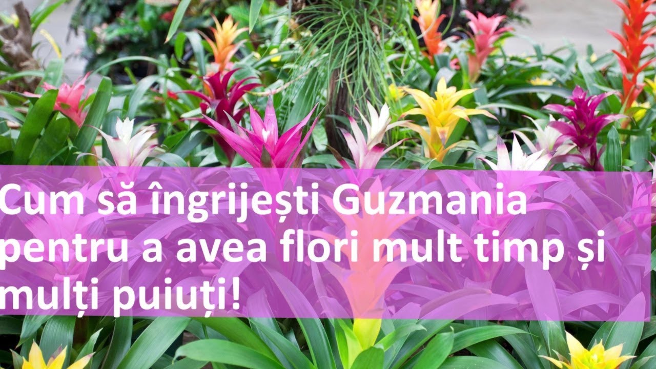 Cum sa ingrijesti Guzmania