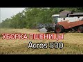 Уборка пшеницы. Комбайн Acros 530.