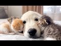 Golden retriever puppy and tiny kittens cuteness overload