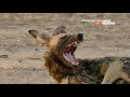 Африканские охотники / Africa's Hunters : Стая Хот Спрингс 5 серия 4K