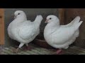 حمام الكينج مواصفاته وانواعه وعيوبه ومميزاته  king pigeon