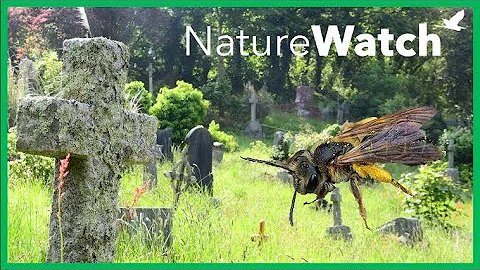 A Buzz Amongst The Graves: NatureWatch Shorts