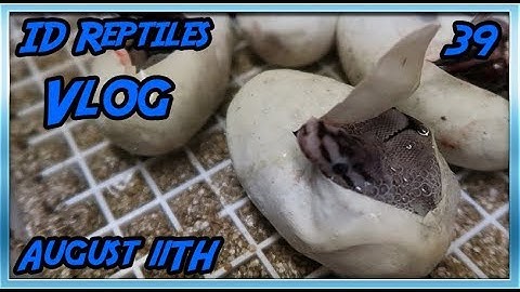 CUTTING OUR FIRST BALL PYTHON CLUTCH EVER!