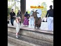 自分より大きな鹿さんに物怖じしないキッド #deerpark #奈良公園 #鹿