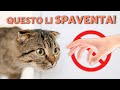 5 ERRORI CHE SPAVENTANO IL TUO NUOVO GATTO ADOTTATO! 🙀 (Smetti di farlo!)