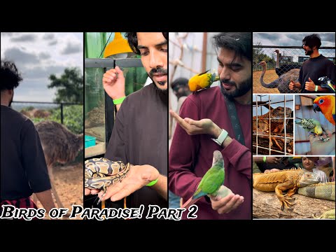 Amazing Experience In Birds Of Paradise | Part 2