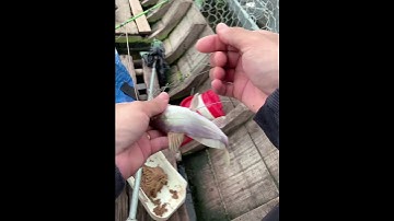 Câu cá chốt giấy #fishing #anhemmientay #mientay