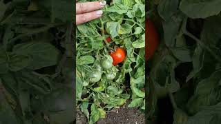 5 кустов томатов накормят всю семью