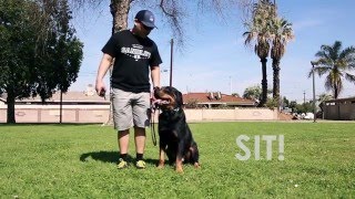 Basic Dog Obedience Training Los Angeles Orange County | Sandlotk9