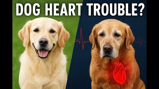 Top Mistakes People Make with Congestive Heart Failure in Pets (and How to Avoid Them)