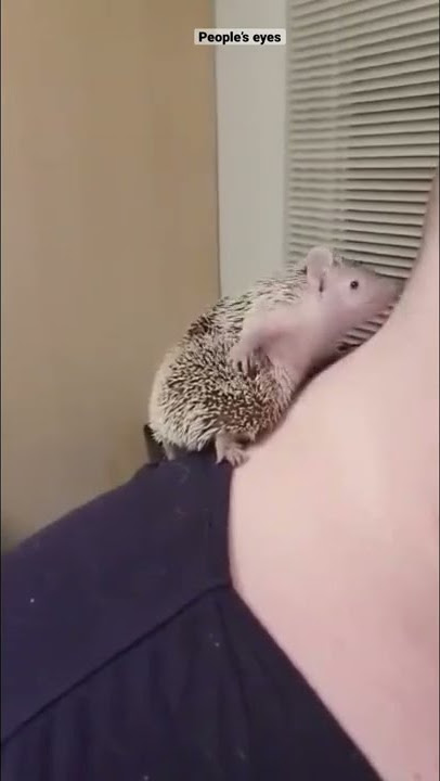 Anointing done with class. #lessertenrec #hedgehog #tenrec #exoticpet #cute #Love #fyp