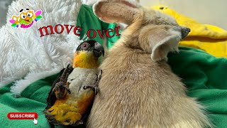 Parrot Elvis settles down next to the fox to lie down