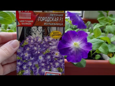 Обзор рассады в мае.