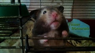 Greedy Hamster | funny moments by Funny Moments 10,673 views 7 years ago 1 minute, 50 seconds