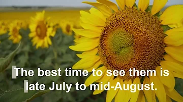 Find Those Beautiful Sunflower Fields Every Year in North Dakota