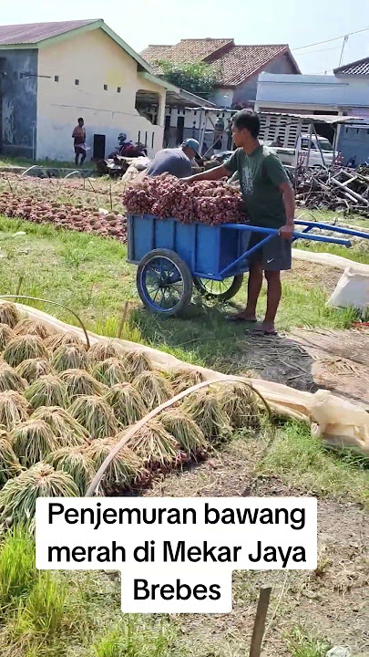 Drying shallots in Mekar Jaya Brebes.. #ipb #ipbuniversity