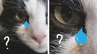 Почему коты плачут?