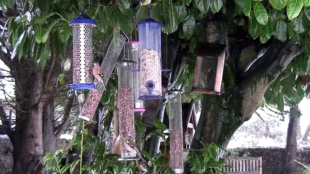 British Garden Birds Feeding