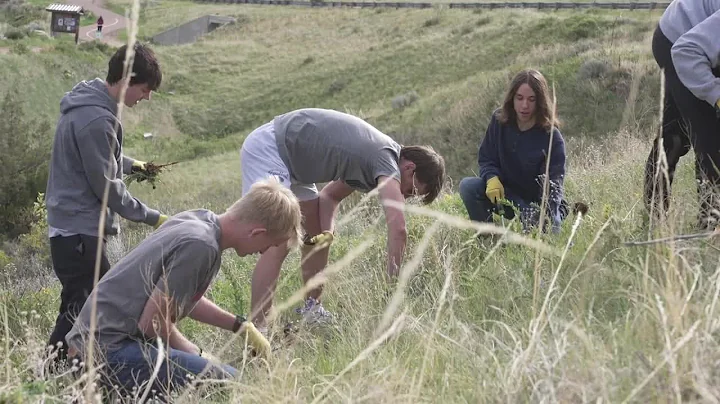 Montana hgh school students pull their share of noxious weeds