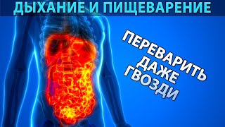 Переварить даже гвозди: Бутейко о питании | Здоровое пищеварение, биохимия и CO2