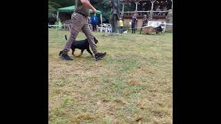 Deutscher Jagdterrier Johndeere Exhibitions 2023