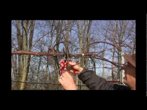 วีดีโอ: ต้นองุ่น Winter Care - How To Winterize Grapevines