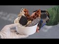 크리스마스에는 가족,연인들 디저트로 달달한 오레오 크로플 어떠세요?^^Oreo Cropple, croissant waffle オレオクロプ -korean street food-