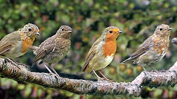 Robin Birds in The Rain - with Beautiful Bird Song & Sounds