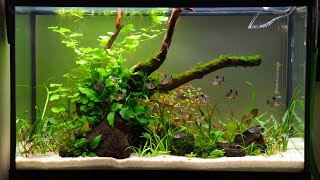 NonCo2 29 Gallon Dirted Tank Setup