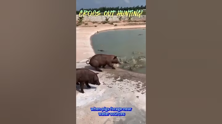 🐊Crocodiles unexpectedly hunt a Pig🐗 #youtube #crocodiles #pig #animals #amazingfacts #ytshorts