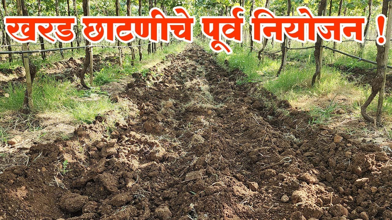 खरड छाटणीचे पूर्व नियोजन !।#Doctor_Kisan#slurry#खरड_छाटणी #April_prunning#Super#द्राक्षशेती#export