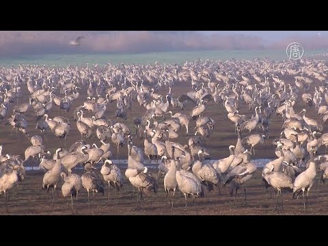 Тысячи журавлей прилетели в долину Хула (новости)