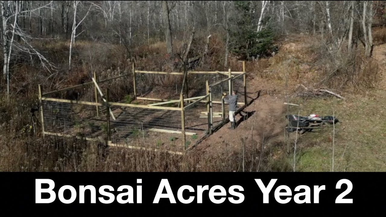 Bonsai Acres, второй год