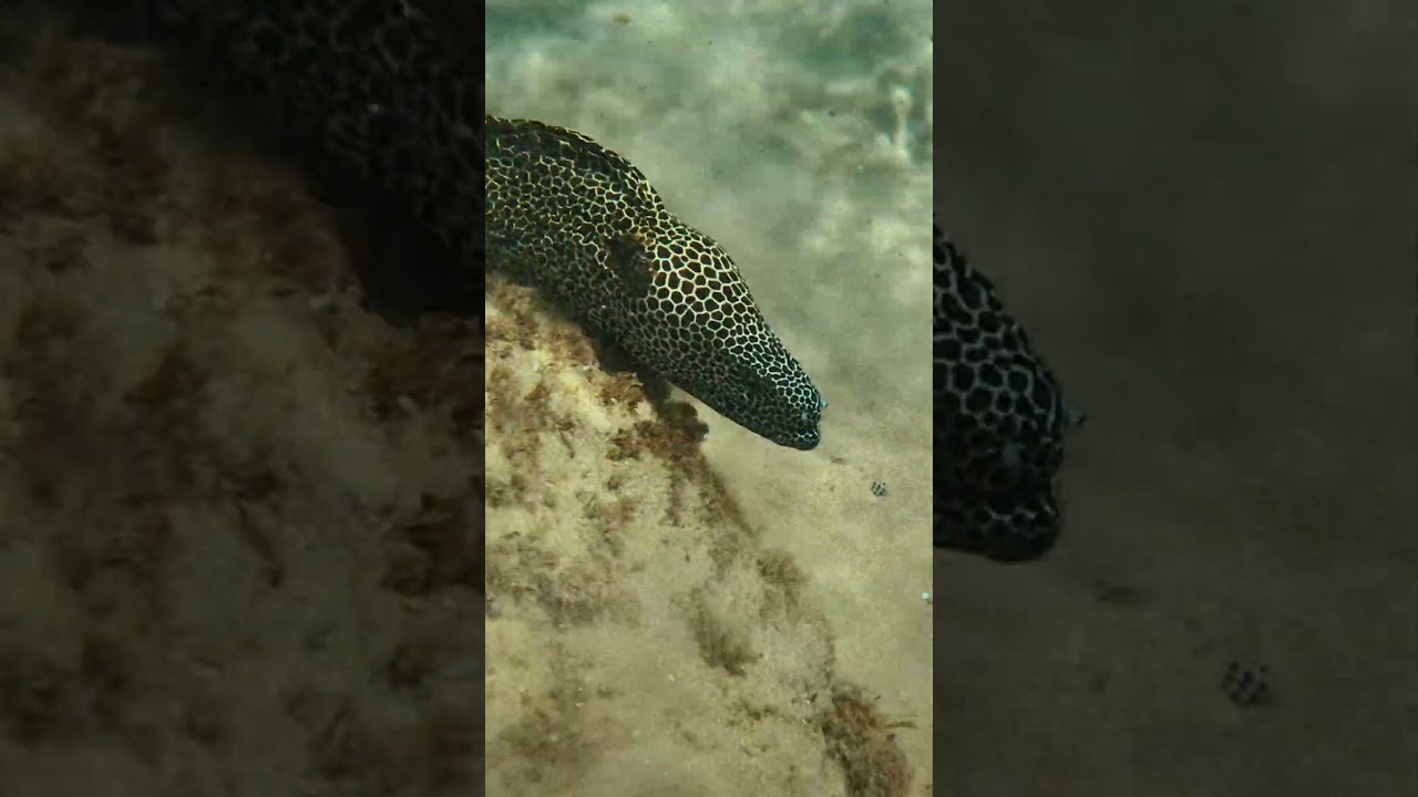 Бешеная мурена агрессирует. Leopard Moray. Sodwana Bay dive