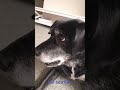 Sea lion dog verson meme