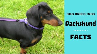 Dachshund dog breed. All breed characteristics and facts about Dachshund dogs