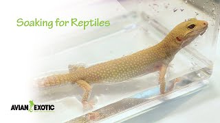 Soaking for Reptiles by Avian and Exotic Animal Clinic 3,800 views 2 years ago 1 minute, 49 seconds