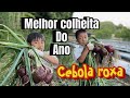 Fiquei surpreso com a produção de cebola