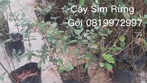 Sỉ lẻ bụi cây sim rừng thuần chậu/liên hệ 0819972997/ Cây già đã cho hoa quả