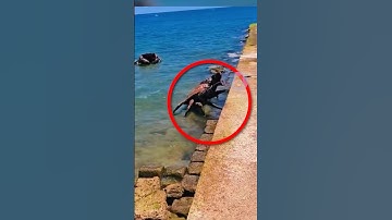 BẠN SẼ KHÔNG TIN KÍCH THƯỚC CỦA 3 LOÀI CUA NÀY | 😨 #fact #amazingfacts #thaukinhdongvat