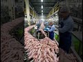 From Chicken Feet to Tooth-Cleaning Tubes — The Bizarre Factory Transformation Revealed.