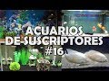 ACUARIOS DE SUSCRIPTORES #16 | Goldfish, Tiburón pangasio, Escalares | AcuariosLP