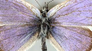 Science Today: Learning from Extinctions | California Academy of Sciences