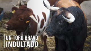 El Toro Bravo indultado de la Ganadería de Toros Bravos Conde de Mayalde 2020