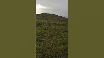 Pheasant hunting! #pheasanthunting #hunters #hunting #birdhunt #birddog #huntingdog #hunt #pointer
