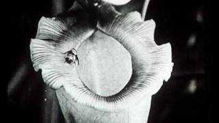 The pitcher plant - Pathé Baby 1910's