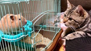 ハムスターが気になりすぎてじーっと見守り続ける猫