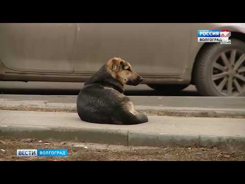 Бродячие собаки: друзья или враги?