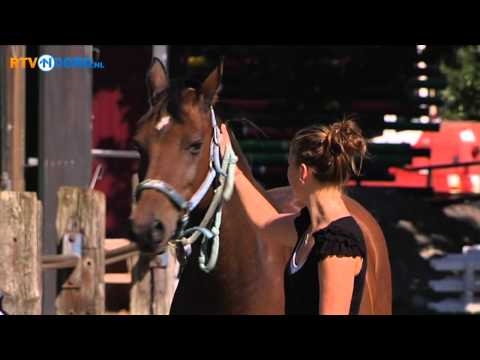 Video: De Gevaren Van De Paardensport