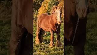 Ginger Horse